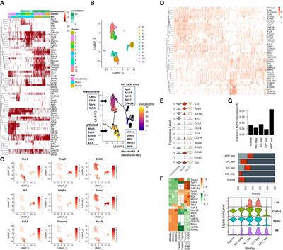 MUC16 and TP53 family co-regulate tumor-stromal heterogeneity in pancreatic adenocarcinoma